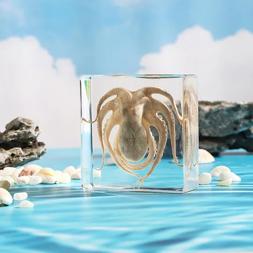 Miniatura 3 de Pulpo de taxidermia, especímenes de pulpo real, espécimen de animales en resina para educación científica en el aula, gran regalo para fanáticos