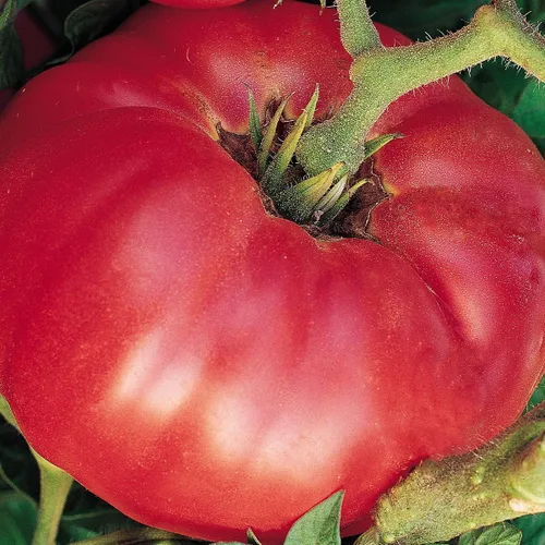 Miniatura 11 de Burpee 'Big Rainbow' Heirloom, Tomate Grande Beefsteak para Rebanar, 100 Semillas Sin OGM