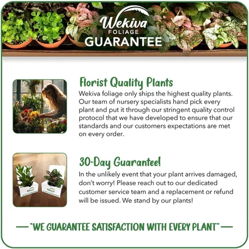 Miniatura 4 de Planta de café – 1 planta de inicio vivo – Coffea Arabica – Hermosa planta de interior de fácil cuidado para el patio y jardín comestibles