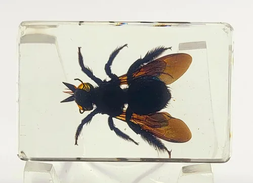 Miniatura 25 de 44mm Escorpión real asiático gigante en resina de lucite transparente cristal, especímenes de artesanía, insectos de animales varios, colección
