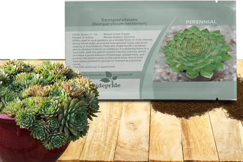 Outsidepride Sempervivum Sempervivum Seeds - 250 semillas de flores perennes con larga temporada de floración y atractivas para los polinizadores,