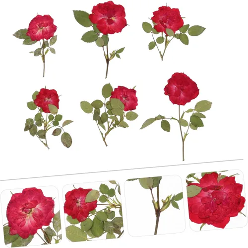 Miniatura 7 de EXCEART 1 juego de flores secas, hojas prensadas secas, tallo de pino prensado real para decorar hojas secas para hacer velas, decoración