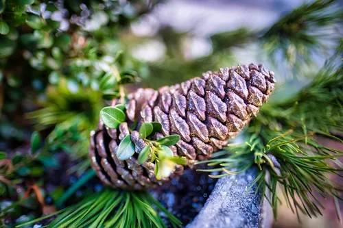 Miniatura 7 de Slash Pine Tree Semillas Premium Pinus elliottii Plants' (Premium Seeds, 20)