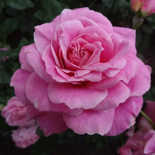 Heirloom Roses Planta de rosas - Santa Elisabeth de Hungría Rosa Rosa Arbusto Planta viva para plantar al aire libre