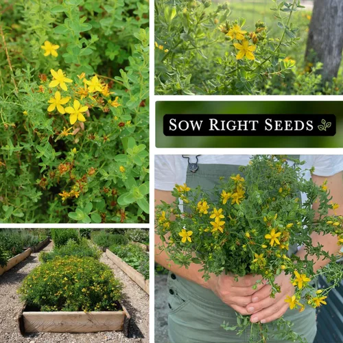 Miniatura 4 de Sow Right Seeds - Semillas de hierba de San Juan para plantar - Herencia sin OMG - Hierba medicinal fácil de cultivar - Ideal para jardines