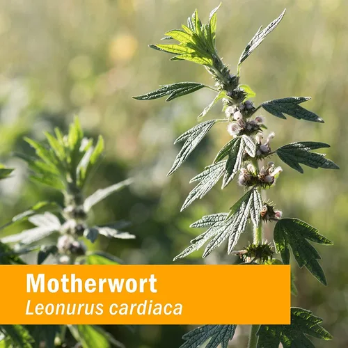 Miniatura 3 de Herb Pharm Gotas de extracto líquido de motherwort orgánico certificado para soporte del sistema endocrino, 1 onza