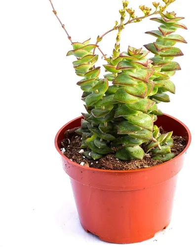 Miniatura 8 de Planta suculenta crassula viva - Suculenta crassula de 4 pulgadas totalmente arraigada (Crassula Gollum)