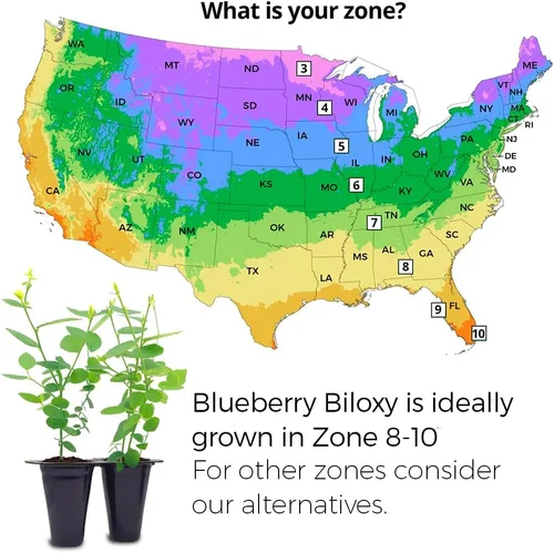 Miniatura 2 de Planta de Arándano Biloxi (Paquete de 4) Viva en venta Plantas fáciles de cultivar Planta de frutas comestibles para vida sostenible Cultiva