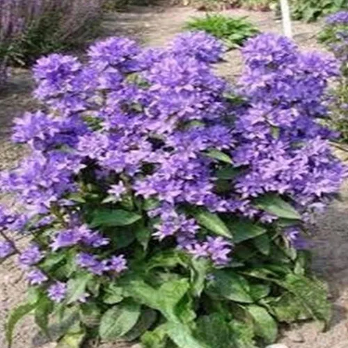 Miniatura 2 de KVITER 50 Bellflower Campanula Glomerata - Semillas de flores perennes moradas, reliquia y semillas de jardín Campanula Superba sin OMG