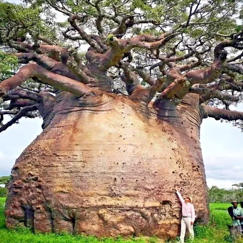 Miniatura 2 de 5 Semillas Baobab Seeds Adansonia digitata "Árbol de la Vida" Planta Bonsai de Pan de Mono Raro