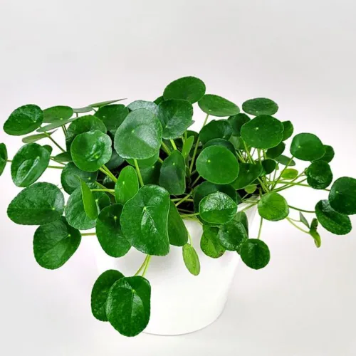 Miniatura 4 de UIOTER Conjunto de 6 plantas de Pilea Peperomioides vivas, plantas vivas de Pilea Peperomioides, de 3 a 5 pulgadas de largo, plantas de dinero