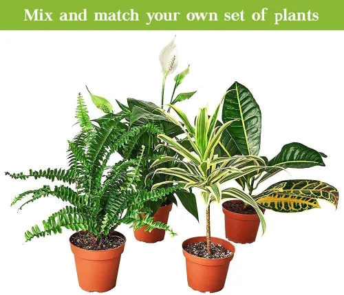 Miniatura 5 de Suculenta Crassula Jade Planta viva para interior Diferentes plantas de interior en maceta de 4 y 6 pulgadas Planta de casa real para sala