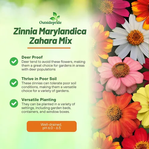Miniatura 3 de Outsidepride - Zinnia Elegans, 100 semillas anuales, Marylandica Zahara Flower Seed Mix, mezcla de semillas de flores para plantar