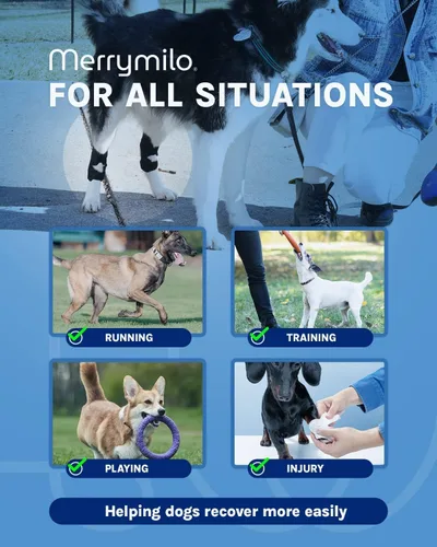 Miniatura 9 de Soporte para pierna de perro, Hock trasero y tobillo Sigle, envoltura de compresión para articulación de pierna trasera canina para desgarro ACL