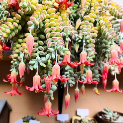 Planta suculenta viva de Cotyledon Pendens, planta suculenta colgante viva para casa en maceta de 5 cm, pequeña planta suculenta viva
