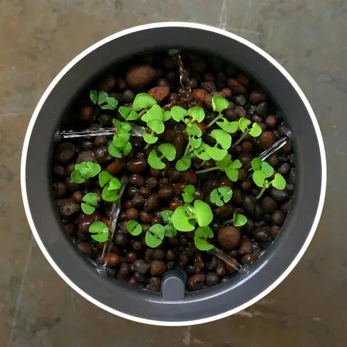 Miniatura 5 de Botanium Maceta hidropónica y automática para interiores, color gris