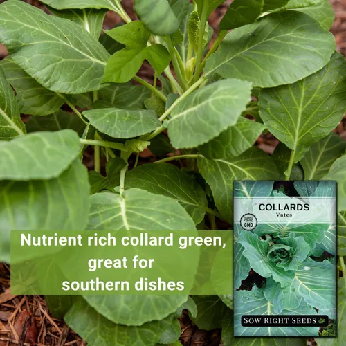 Miniatura 3 de Sow Right Seeds - Semillas de col de Vates para plantar - Paquete de reliquia sin OMG con instrucciones para plantar un huerto casero - Verduras