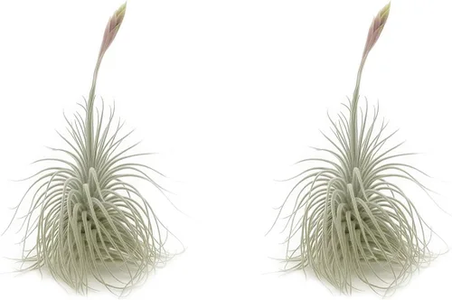 Miniatura 30 de ragnaroc Air Plants - Tillandsia Caput Medusae Floreciente, Grande 5-7" - 1ct - Llegada Viva Garantizada - Plantas de Casa para Decoración del Hogar