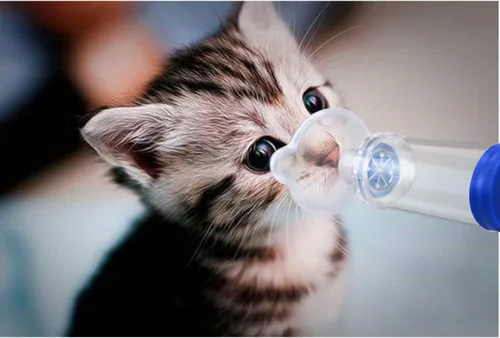 Miniatura 6 de Espaciador inhalador de gato/perro, inhalador de gato, cámara de aerosol felino, viene con máscara de 2 tamaños para gato/perro e instrucciones