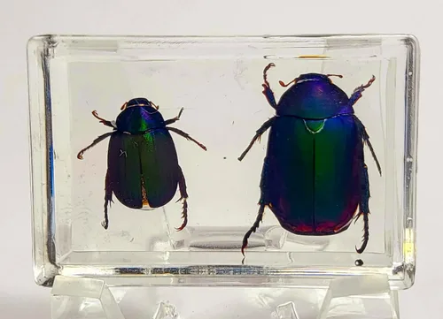 Miniatura 23 de Escarabajo británico Chafer de rosa real de 1.732 pulgadas en resina de lucita cristalina, muestra preservada de cetonia aurata, insectos