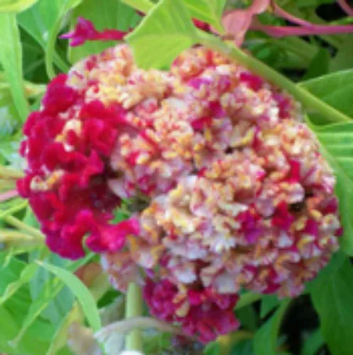 Miniatura 5 de ¡Enorme cerebro Celosia! Crazy Mixed Colors 100 Semillas. ¡Peina! ¡Planta Amish Vieja!