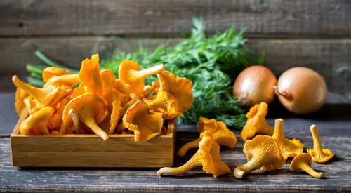 Miniatura 7 de Hongos rebozuelos esporas no GMO Heirloom 100 Semillas