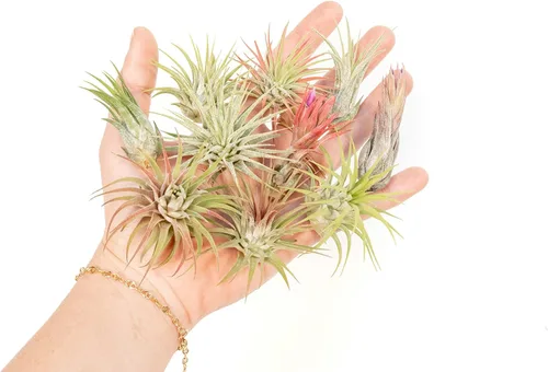 Miniatura 4 de Air Plant Shop Paquete de 12 plantas de aire Ionantha surtidas - Venta al por mayor y a granel - Suculentas - Tillandsia viva - Plantas de casa