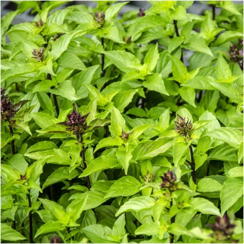 Miniatura 4 de Seed Needs Semillas de albahaca para plantar hierbas de albahaca tailandesa, sin OMG y semillas de hierbas sin tratar para cultivar un jardín