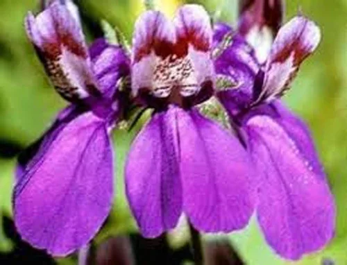 Miniatura 3 de Casas chinas, 100 semillas ollinsia heterophylla, flor delicada única, hermosa flor