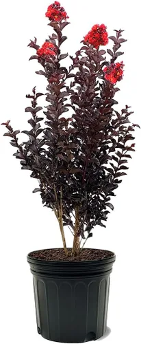 Miniatura 42 de American Plant Exchange Black Diamond Shell Pink Crape Myrtle Tree Live, maceta de 1 galón, 1-1.5 pies de alto, flores rosas vibrantes, tolerantes a