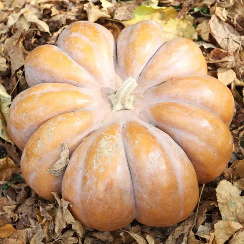 Miniatura 15 de Eden Brothers Semillas de calabaza – Semillas gigantes sin OMG del Atlántico para plantar, paquete Semillas vegetales de alto rendimiento y rápido