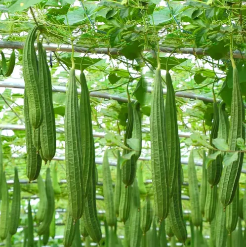 Miniatura 2 de 30 piezas de semillas de calabaza de esponja acanalada china okra angulada Luffa calabaza grande semillas frescas