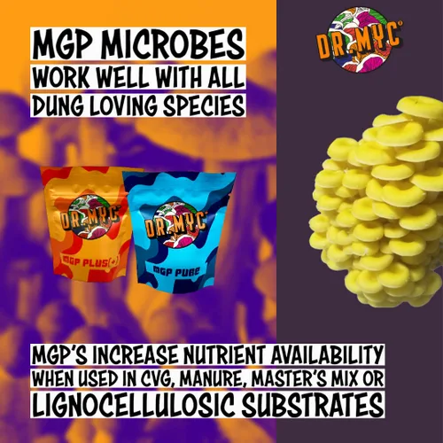 Miniatura 2 de DRMyc. com - MGP Plus - Promotor de crecimiento para sustratos de hongos. MGP aumenta la velocidad de colonización, rendimientos, tamaño de fruta