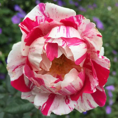 Miniatura 2 de Rosas arbustivas de reliquia, planta de raíz propia viva para jardín al aire libre, Stars 'n' Stripes Forever™, Zonas de rusticidad muy fragantes