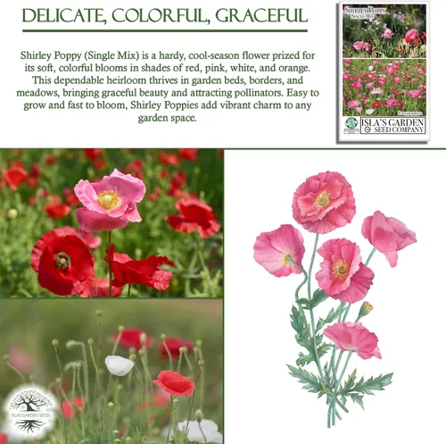 Miniatura 5 de Shirley Semillas de amapola de mezcla única (Papaver rhoeas) – Más de 3000 semillas tradicionales sin OMG de Isla's Garden Seeds, delicadas flores