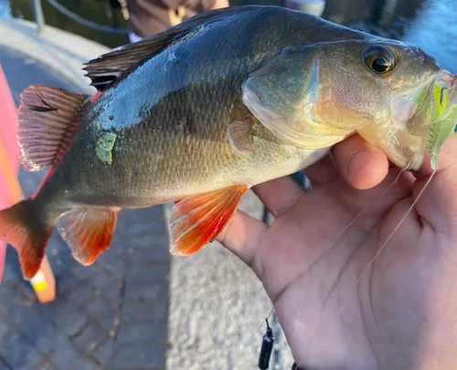 Miniatura 5 de Juego de 30 señuelos de plástico suave para pesca de simulación, juego de señuelos de camarón Lumionous, tamaño universal de 3.2 pulgadas, 1/8 Lumous