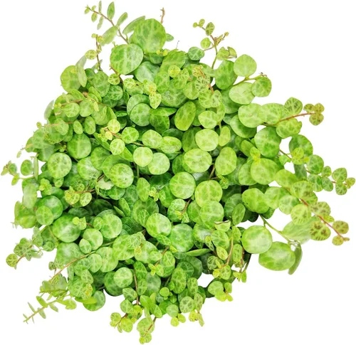 String of Turtles Plants Suculents (maceta de 4 pulgadas) – Curio Radicans Plant – Suculenta colgante rara – Regalo único para suculentas