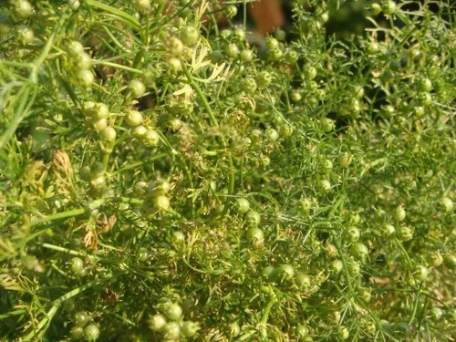 Miniatura 6 de Cilantro (perejil chino Dhania) Vegetal sin OMG para plantar 500 semillas
