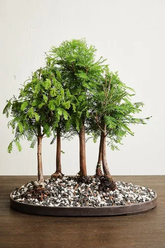 Miniatura 4 de Fertilizante multiusos para bonsái de The Bonsai Supply - 1.8 Lbs Resultados rápidos Micro nutrientes para la salud del bonsái vital