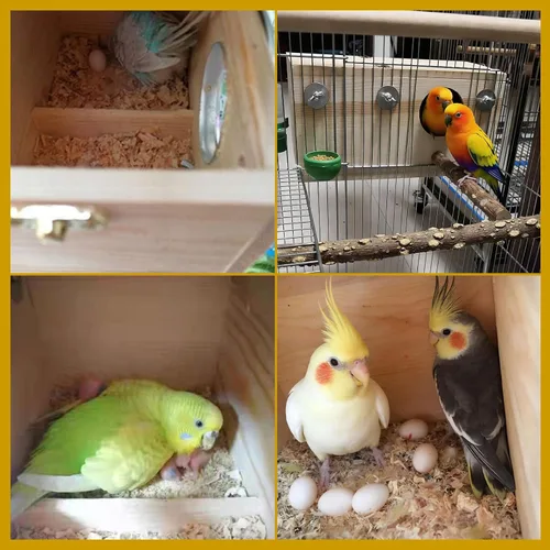 Miniatura 4 de kathson Caja nido de cacatúas, casa nido de periquitos de madera, cajas de apareamiento de loros, caja anidable de pájaros para periquitos, conure
