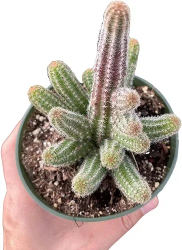 Miniatura 3 de Plantas de cactus vivas de USKC (Maceta de 5 cm Gymnocalycium damsii VAR. tucavocense)