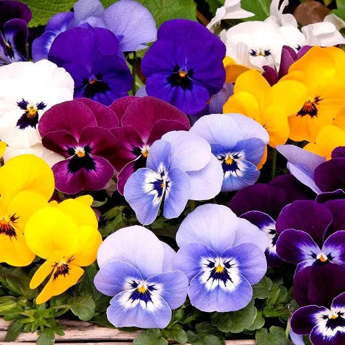 Miniatura 6 de Mezcla de semillas de bambú de viola multicolor, más de 50 semillas para plantar sin OMG
