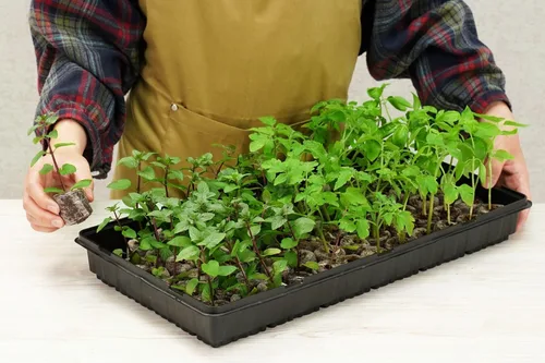 Miniatura 9 de Planters Pride Kit Grnhouse Fbrgrow