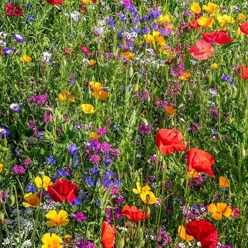 Miniatura 6 de The Old Farmer's Almanac Semillas de Flores Silvestres Premium Mezcla de Polinizadores de 23 Variedades - Sin OGM, Polinización Abierta - Columbine