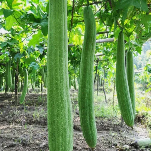 30 semillas de calabaza de Luffa súper largas sin OMG semillas de calabaza de esponja de esponja