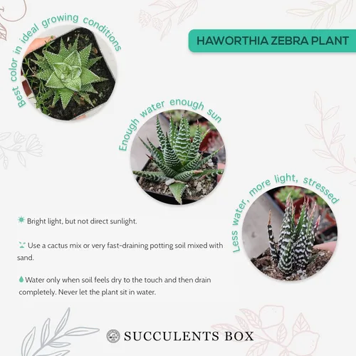 Haworthia 'Zebra Plant' - Suculenta puntiaguda de aloe a rayas blancas (2 pulgadas)