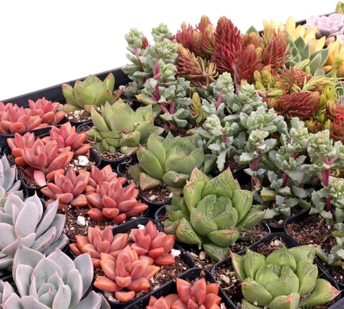 Miniatura 2 de Mountain Crest Gardens Paquete a granel de suculentas surtidas, 25 plantas vivas en macetas de 2 pulgadas, suculentas reales para interiores