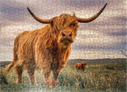 Miniatura 8 de MyPuzzle Strict Pair of Highland Cows Caught On The North Coast of Scotland - Rompecabezas prémium de 100 piezas para adultos