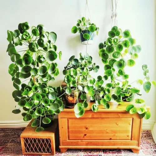 Miniatura 9 de Planta Orgánica de Dinero Chino de Dr. Lu (Pilea Peperomioides) Planta de la Amistad/OVNI Enraizada Plantas de Interior Raras para la Buena