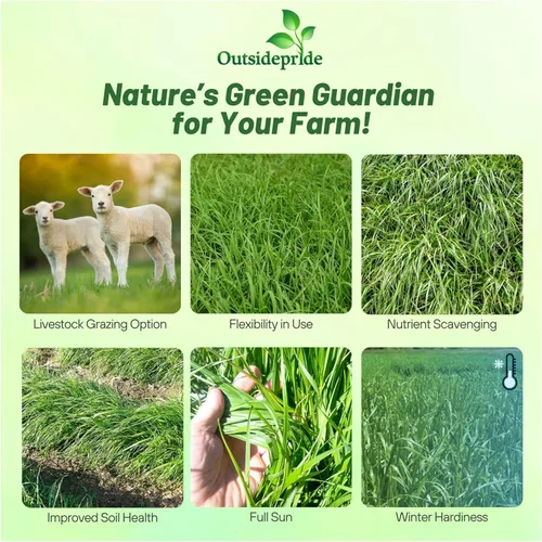 Miniatura 2 de Outsidepride Semillas anuales de Ryegrass – 5 libras. Resistentes y de crecimiento rápido, semillas de cultivo de cobertura para plantar hojas